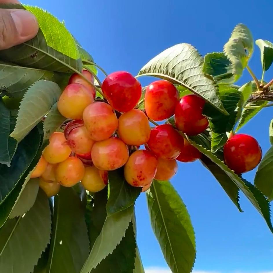 歌阑果树苗木专营店