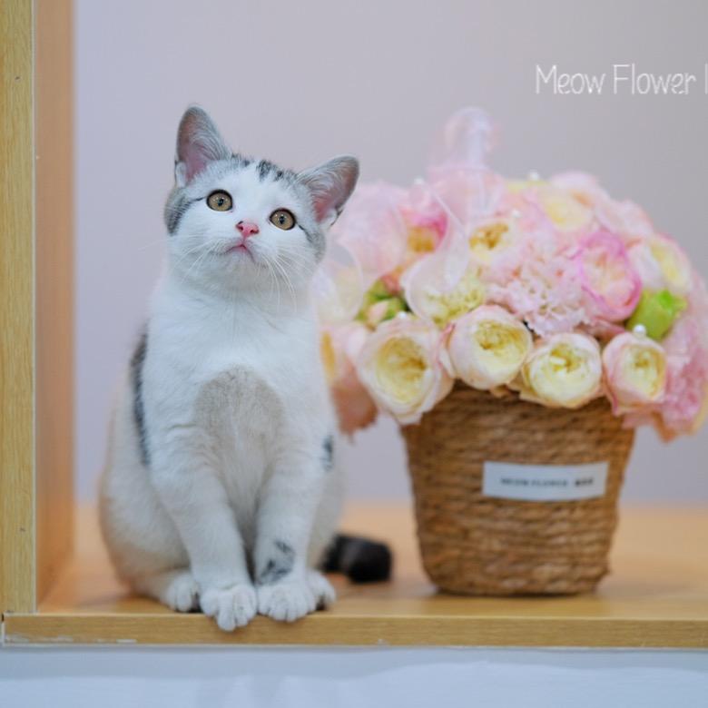 喵喵家有花