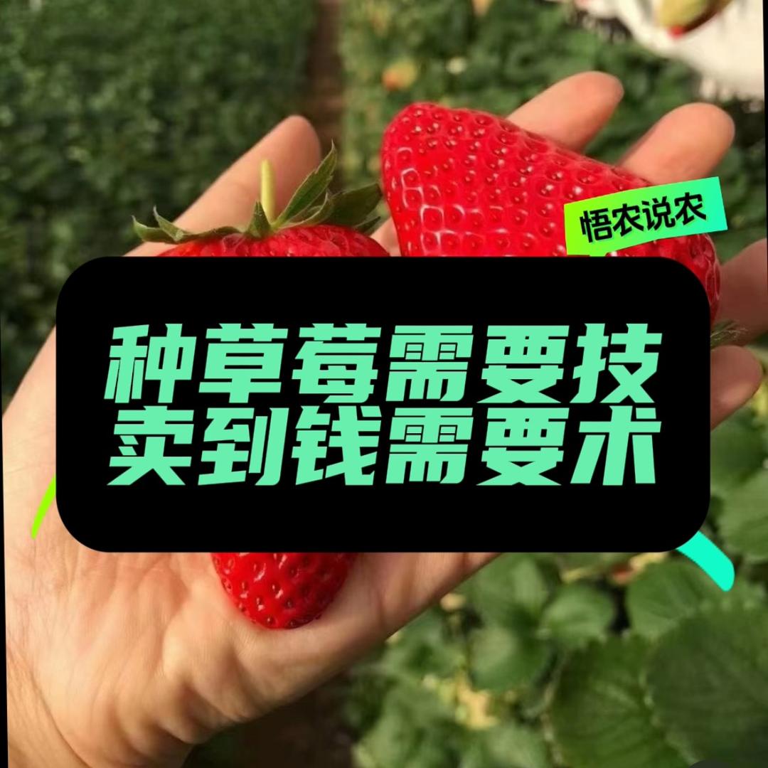 悟农说农