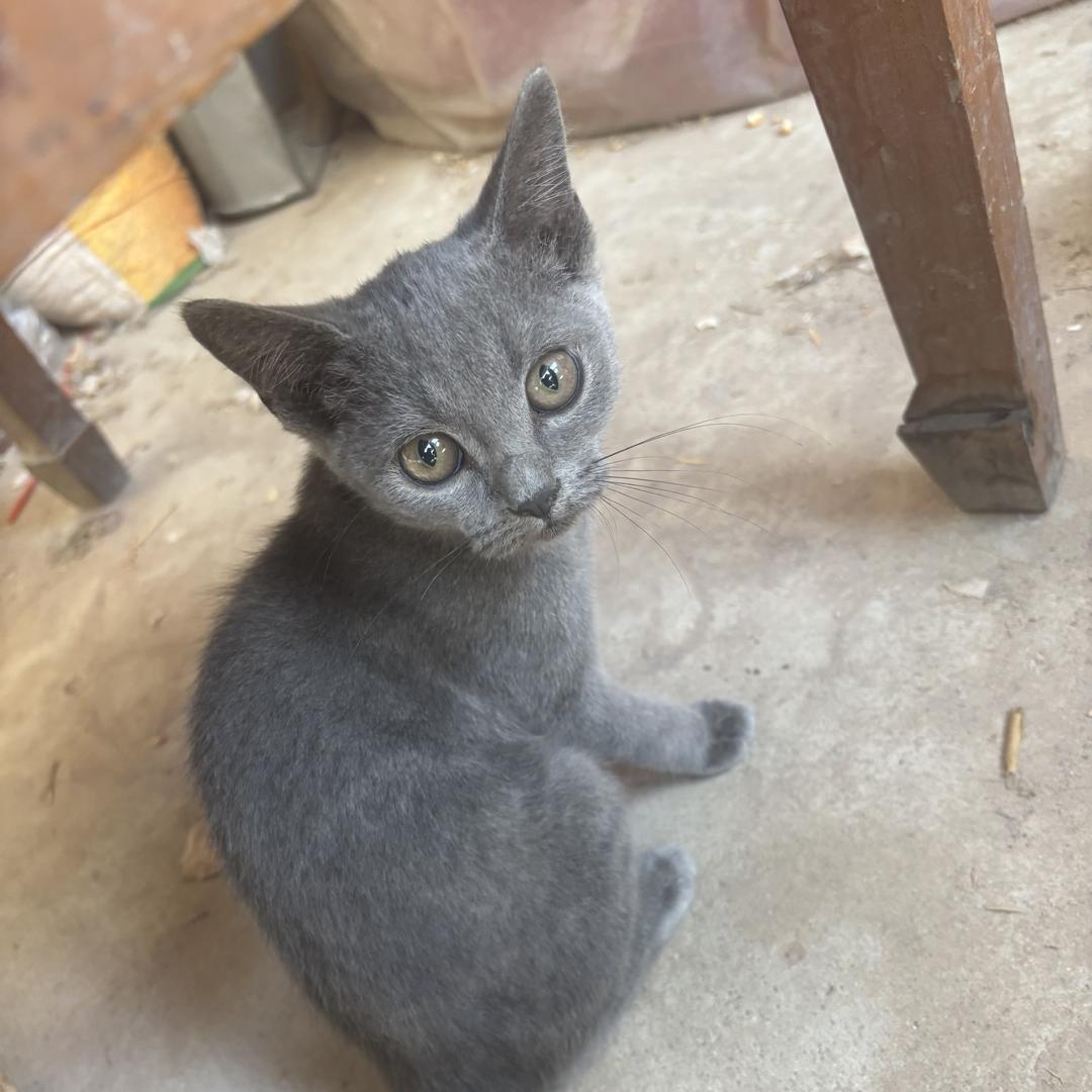 大德宠物用品～猫爬架