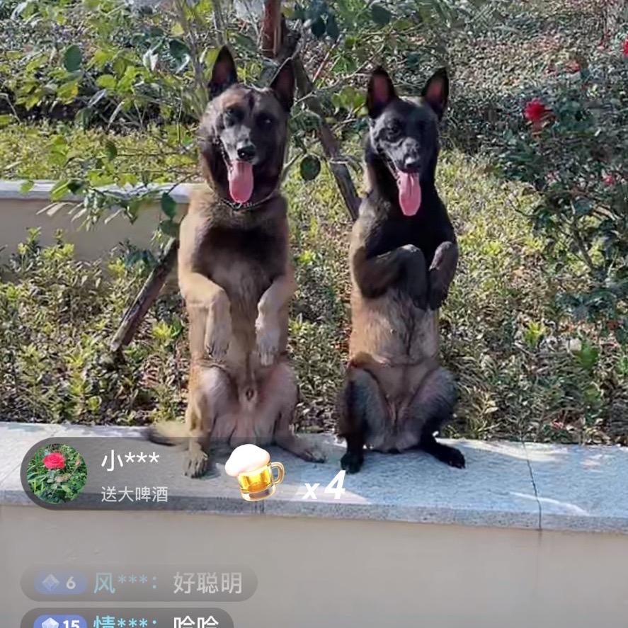 黄金龙