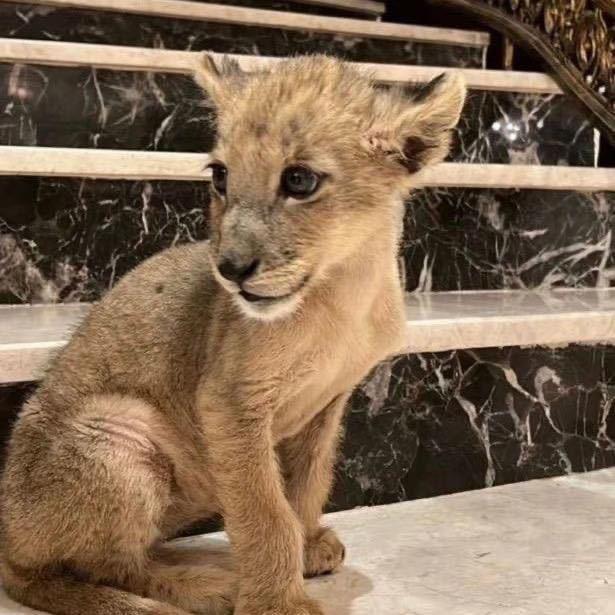 LeoQuan