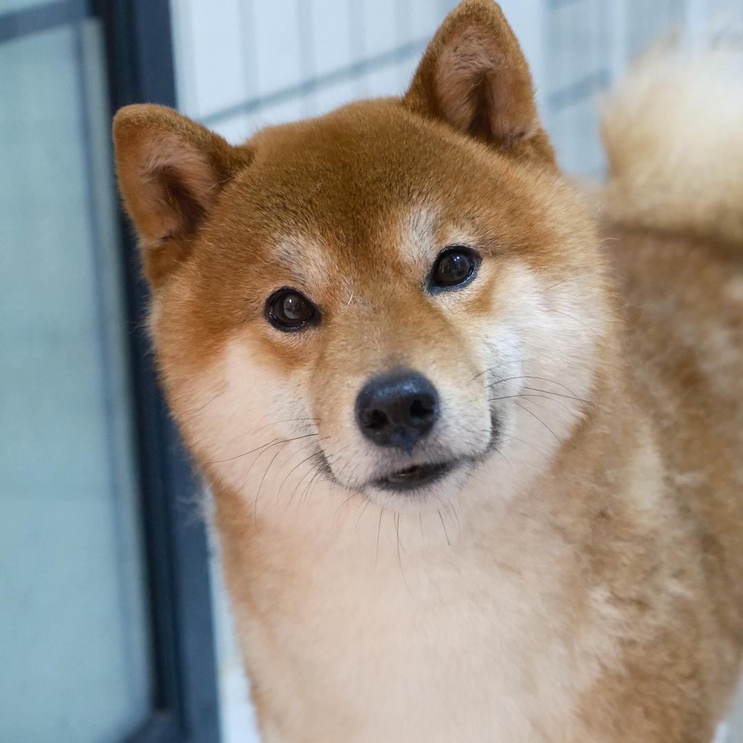 冠希是只柴