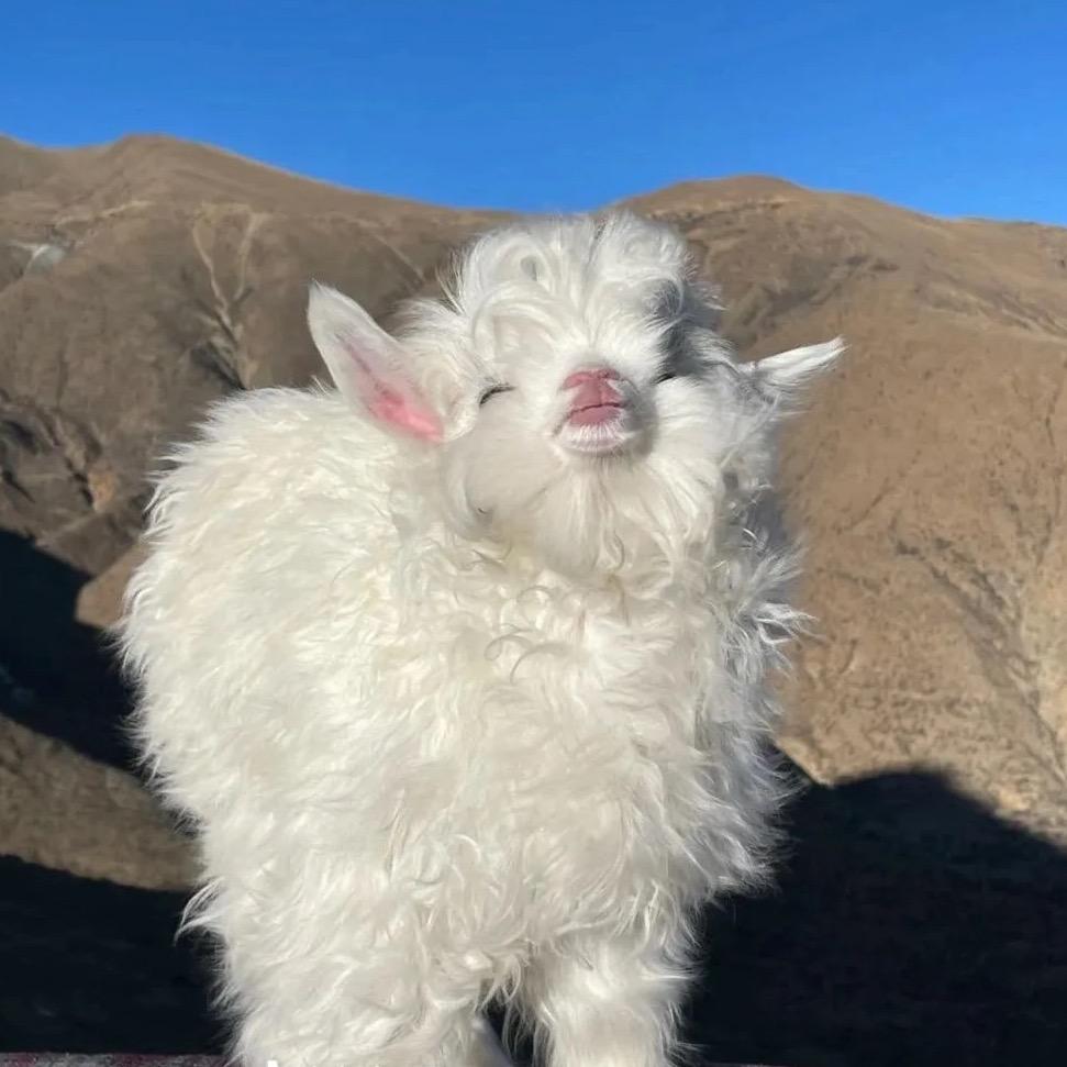 咩咩咩🐑