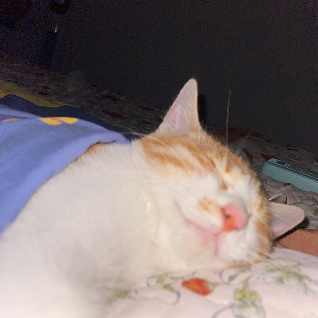 猫改不了吃鱼🐟
