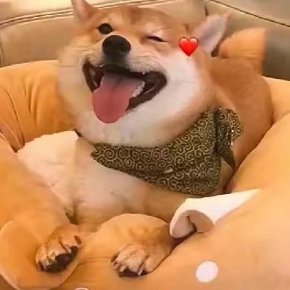 喷皇y