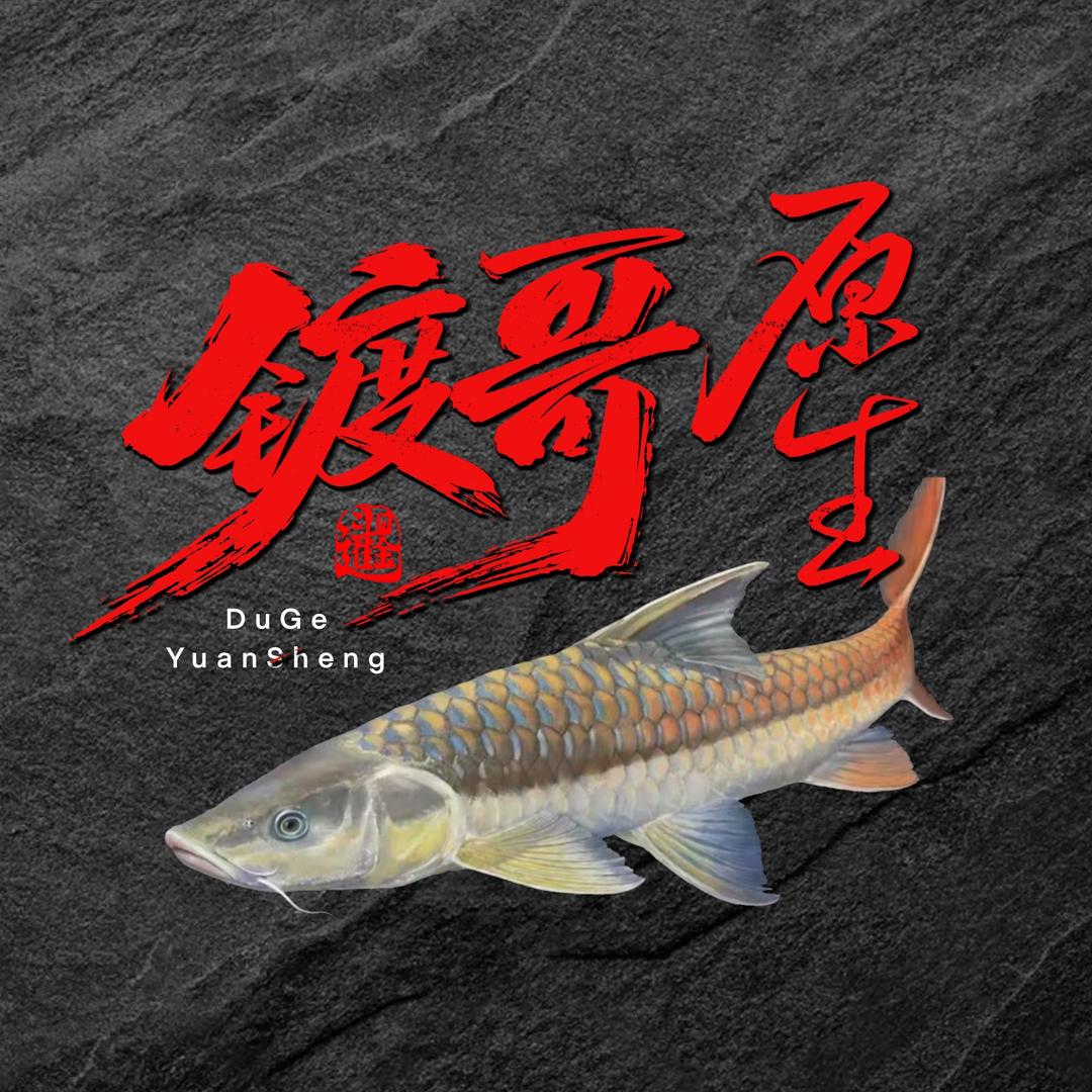 鍍哥原生(吉罗鱼缸定制)