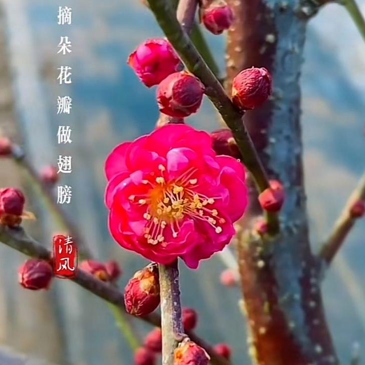 精琢园艺