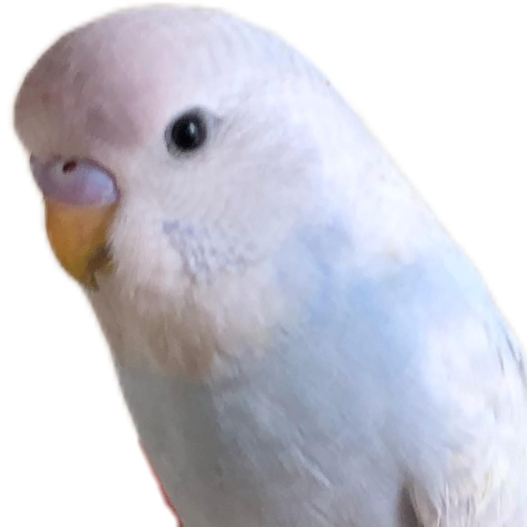 6子