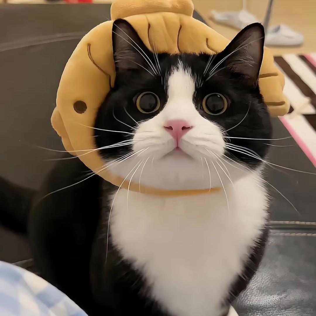 猫猫🐱