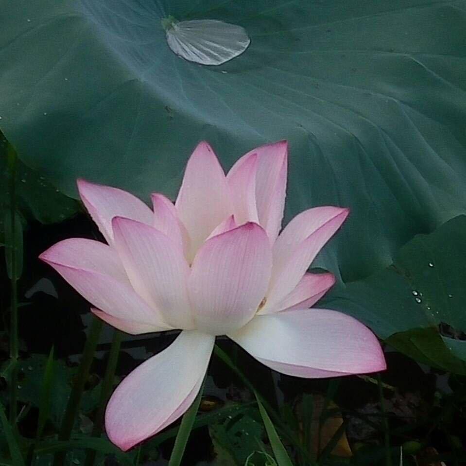 小栗小栗呀