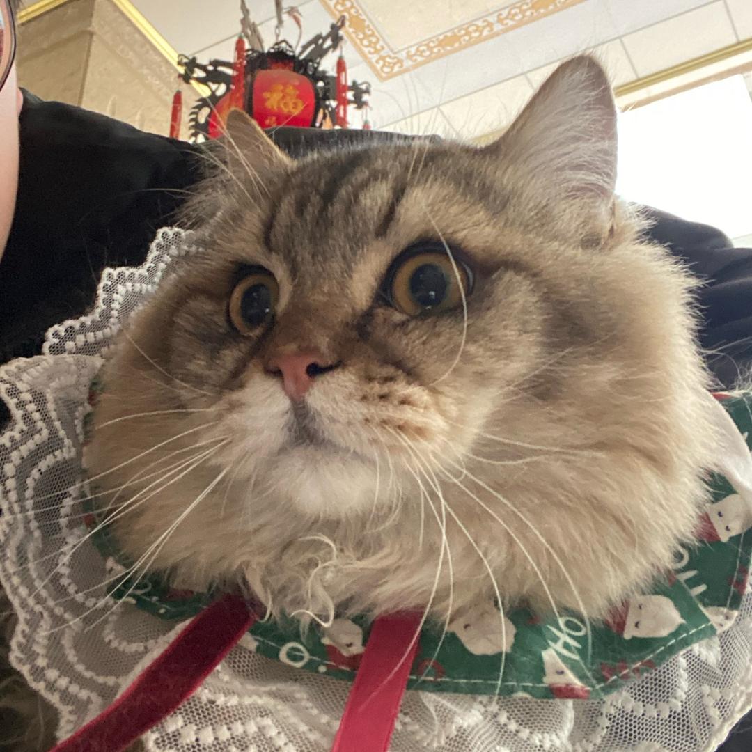 凶残洪猪