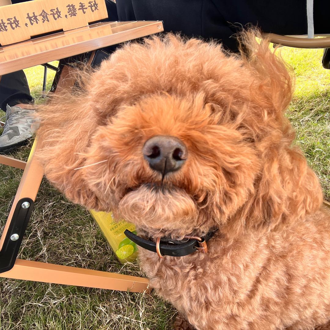 🌈熊猫爱吃汉堡