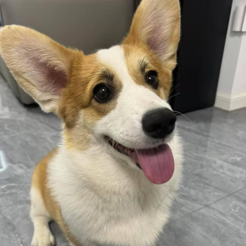 黄豆是真的狗🐶🐶