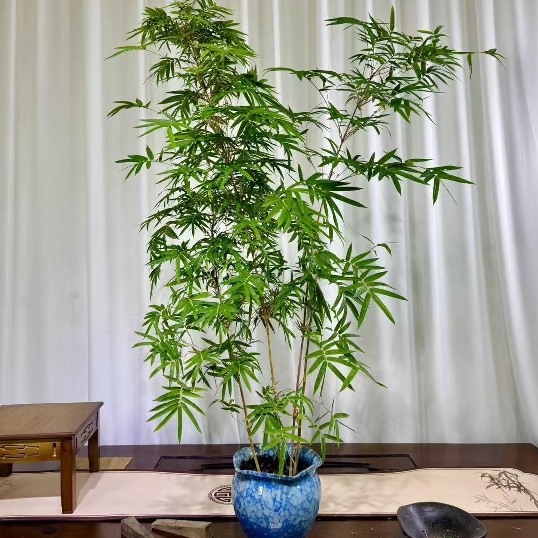 竹缘阁