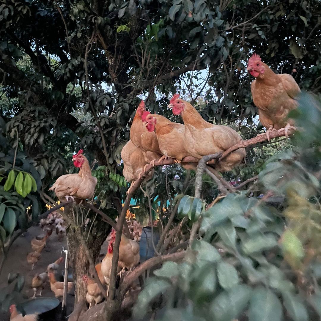 一个合格的鸡佬