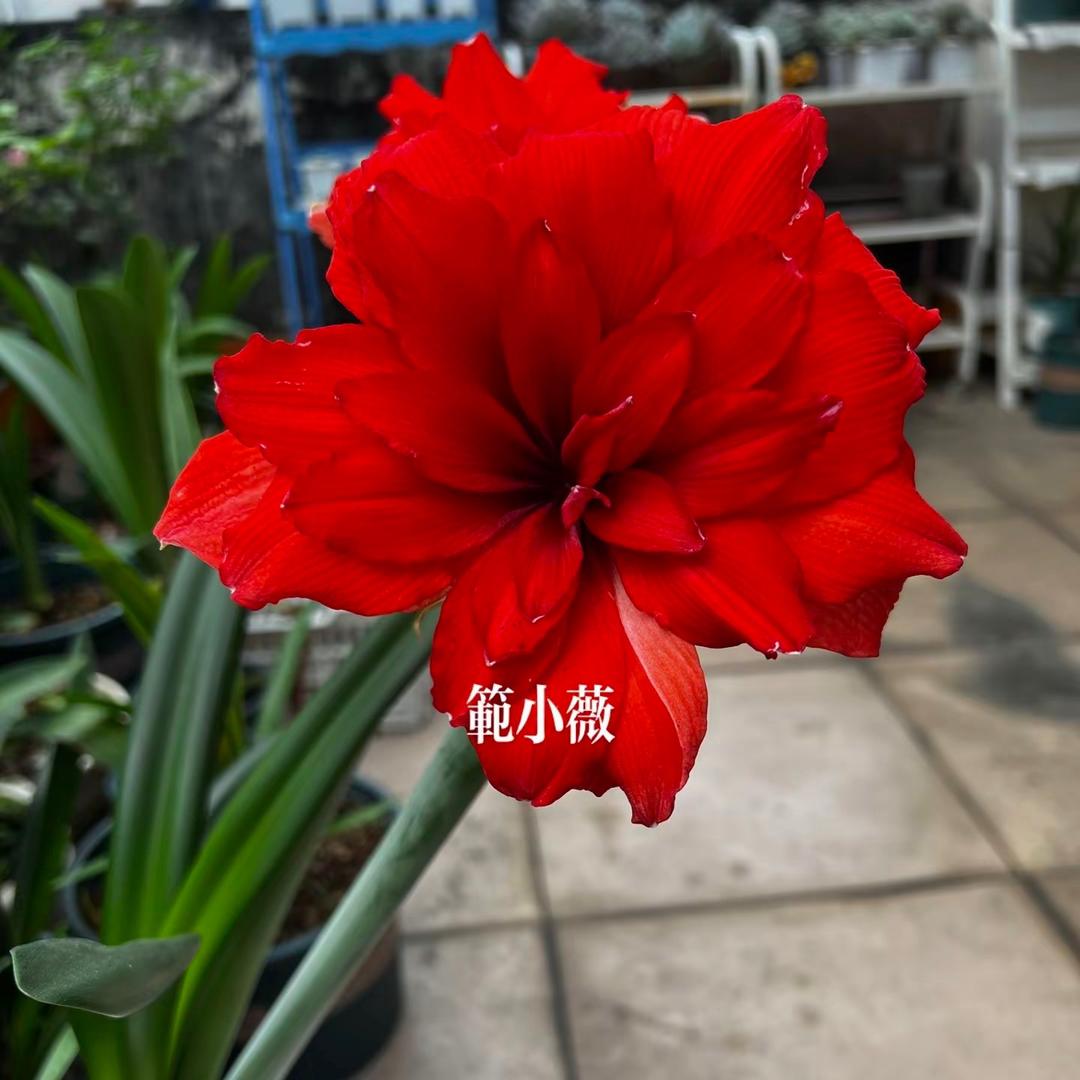 范小薇(连赞拉黑)