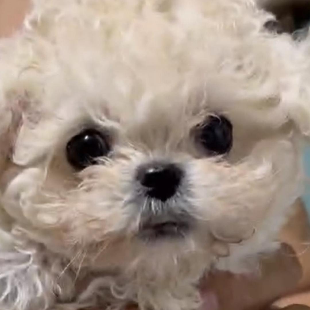 二宝家的小比熊🐶