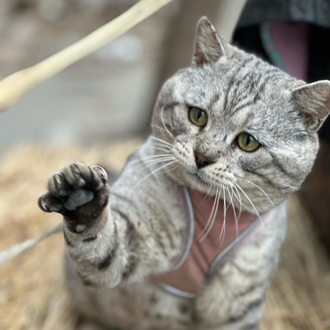 景阳岗上没老虎