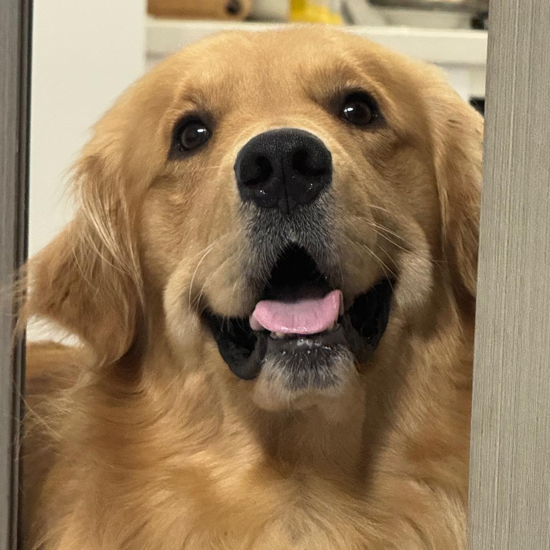 肉丸🐶