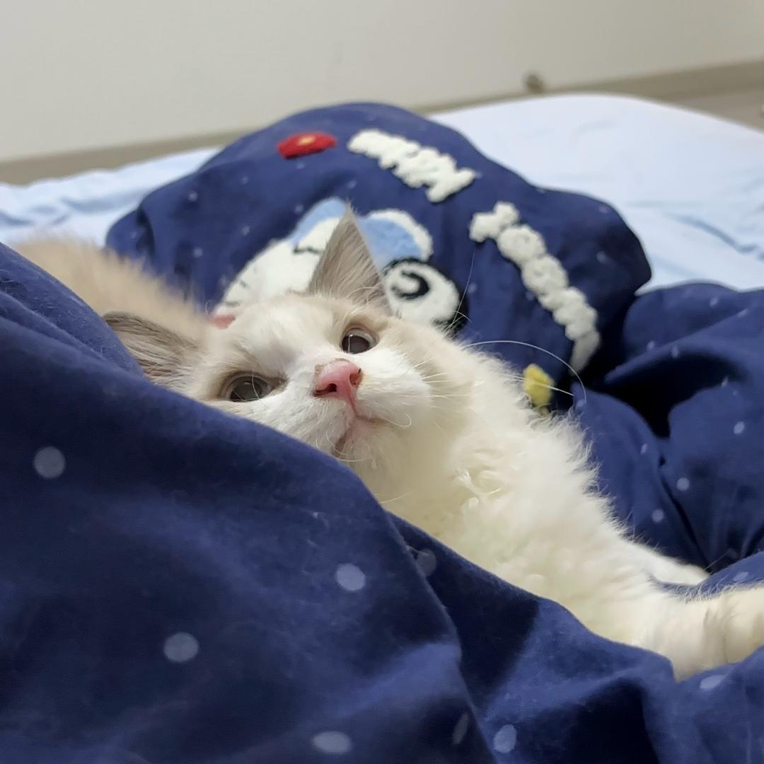 Ragdoll