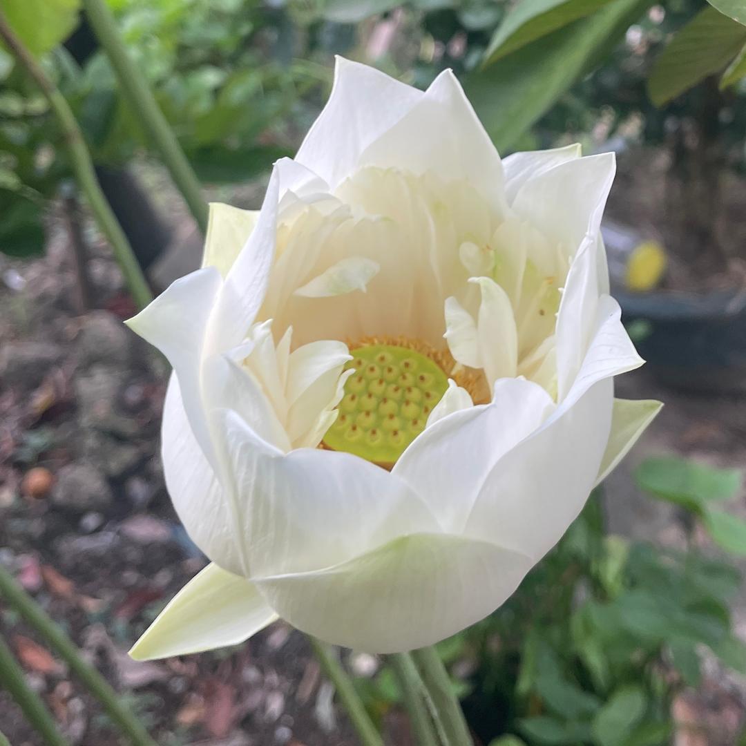 你是个茶壶肥又矮