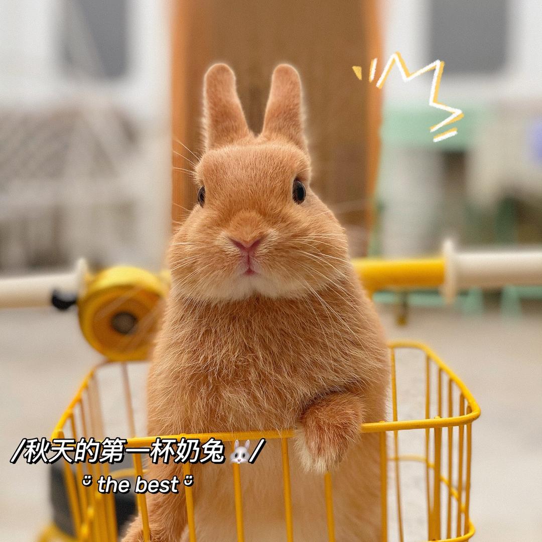 王大气儿