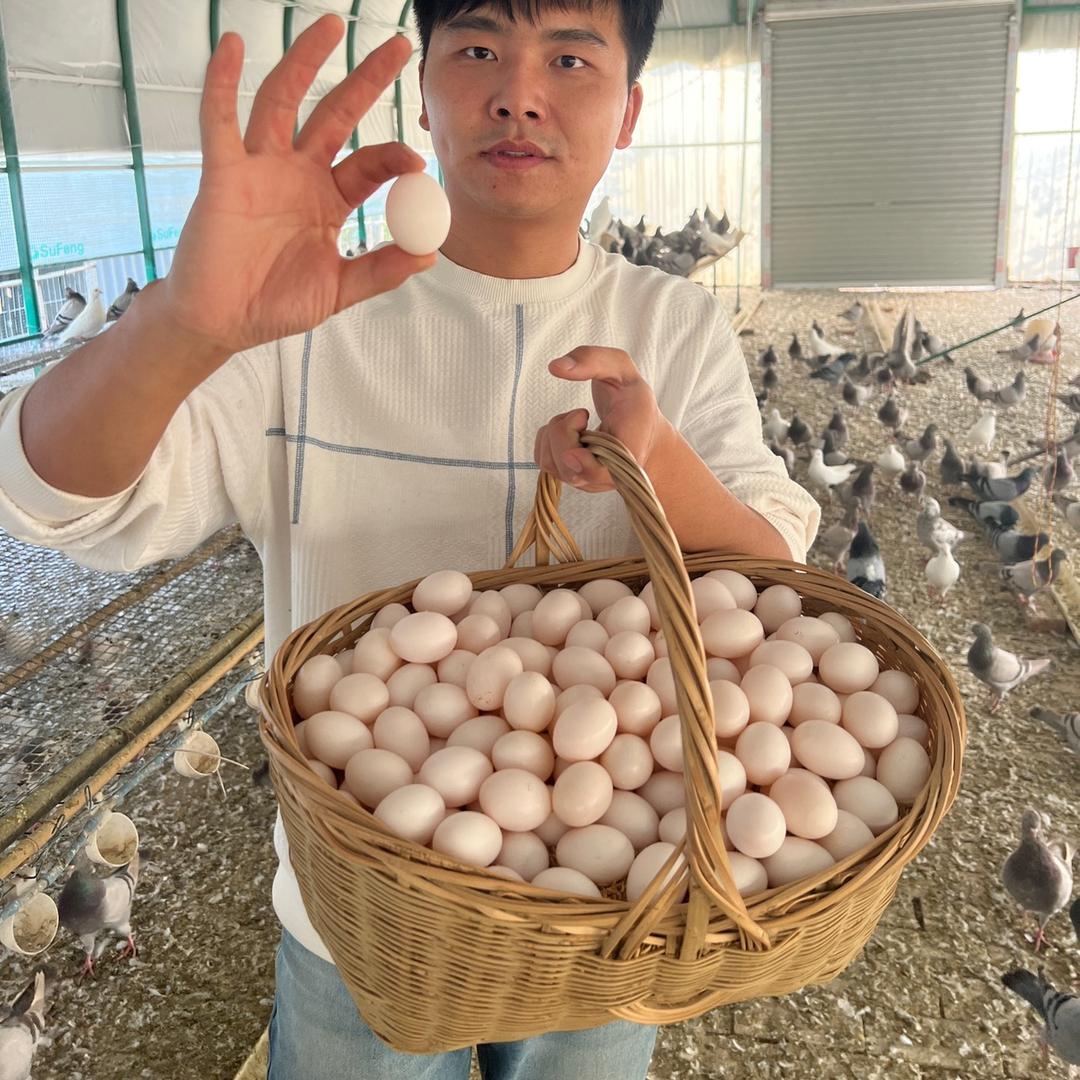 辉哥杂粮鸽