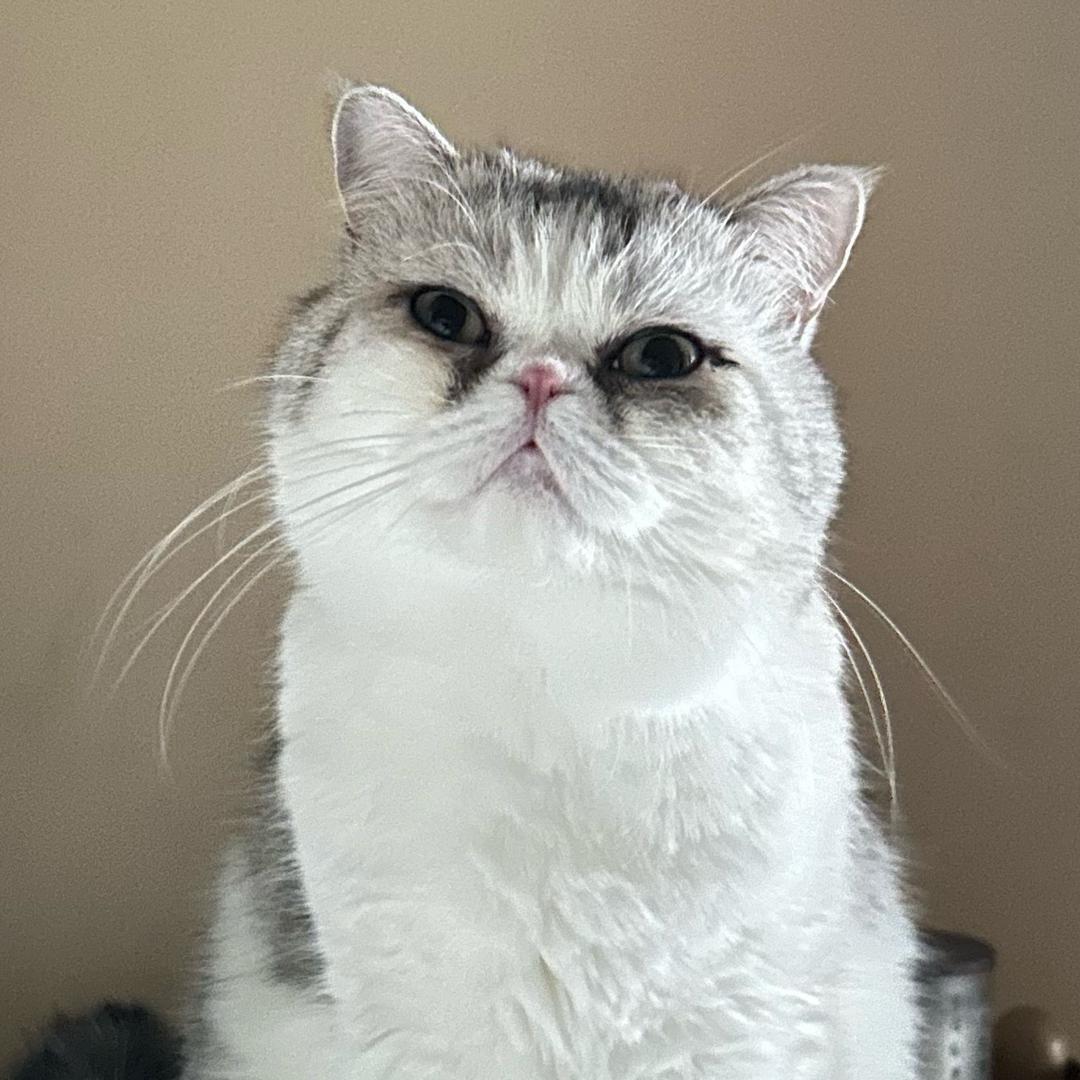 巫七七不是大脸猫
