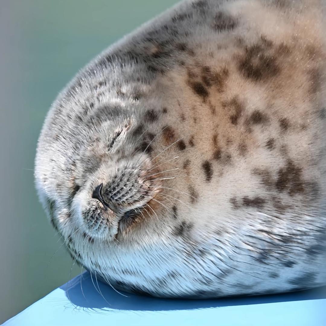 波点豹冰乐🦭
