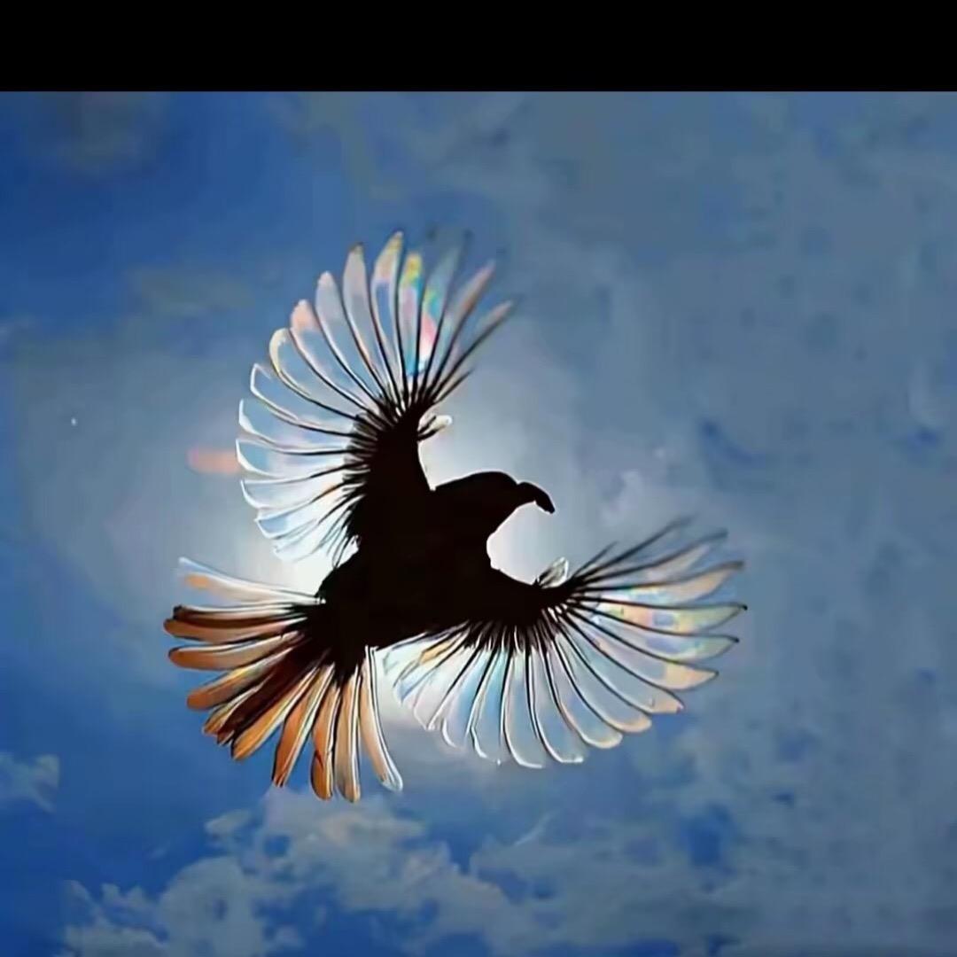 纯