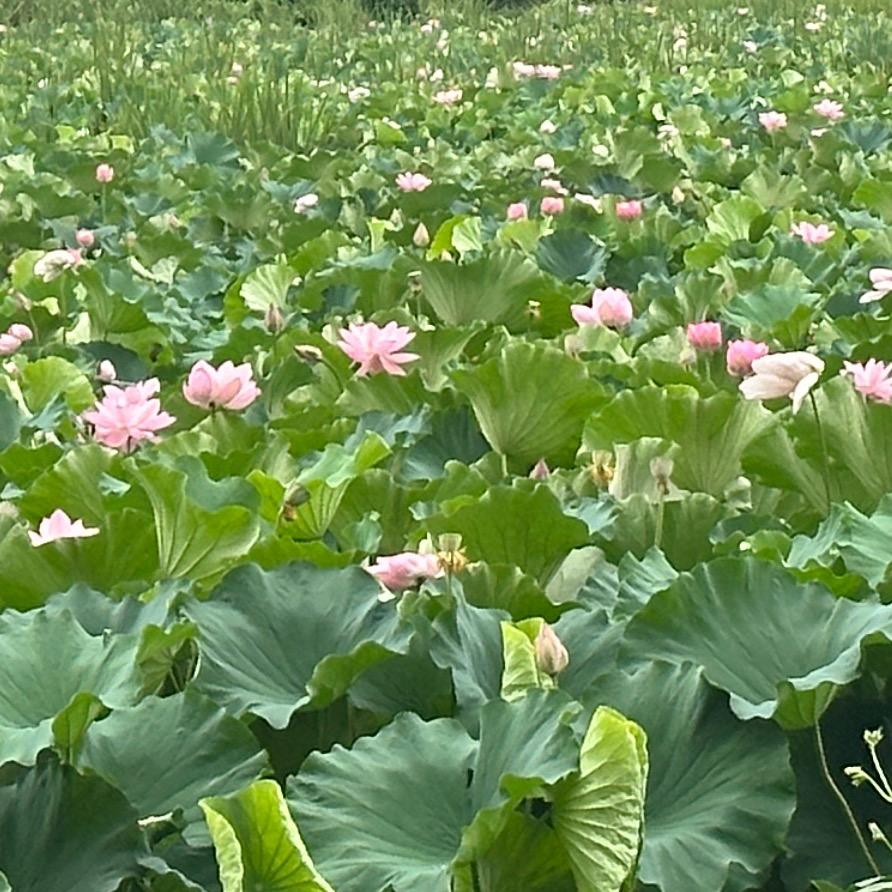 潇潇雨歇