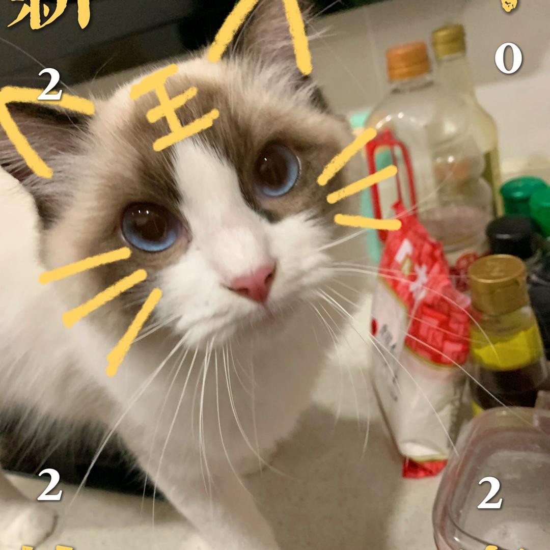 多米大哥