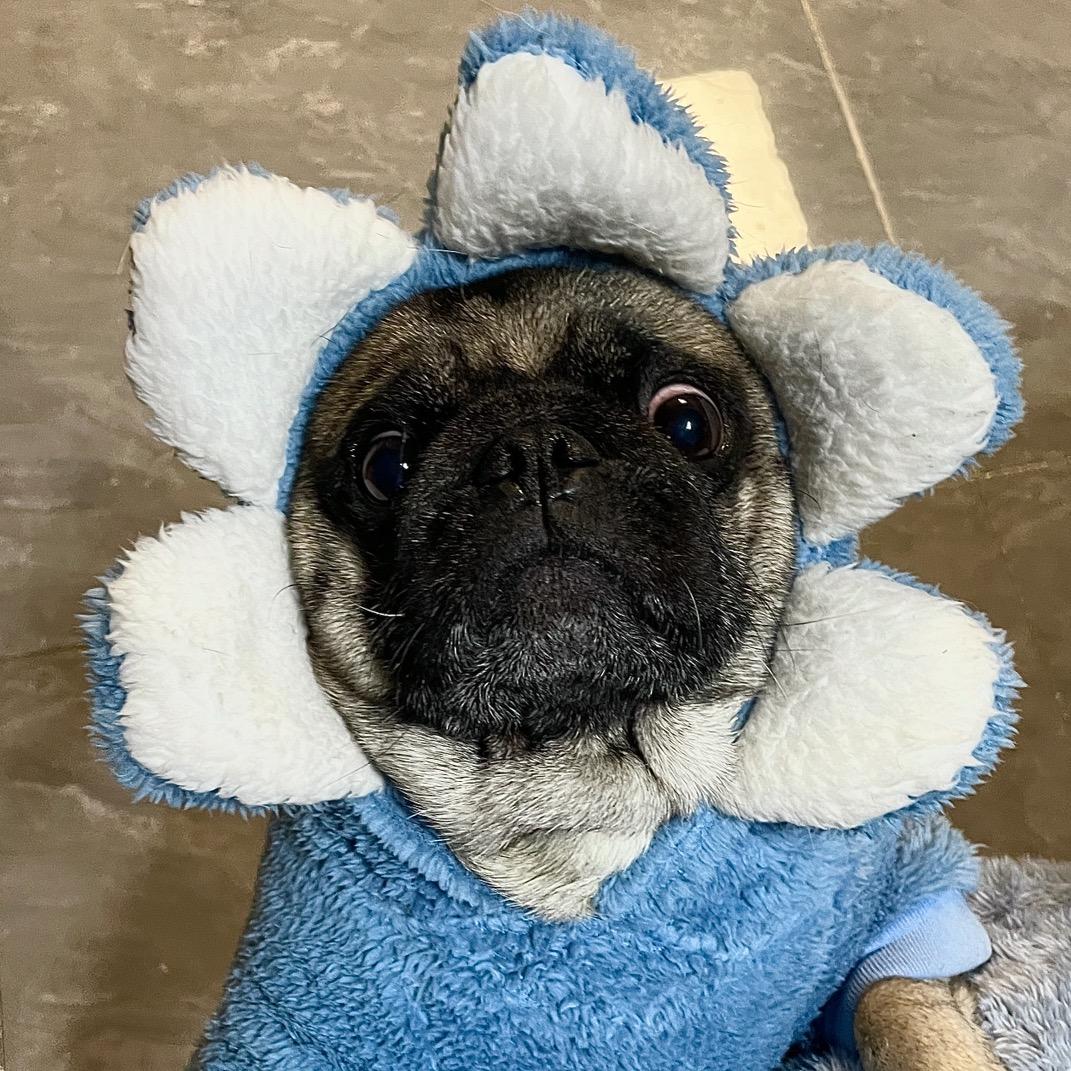 Pug灯泡侠