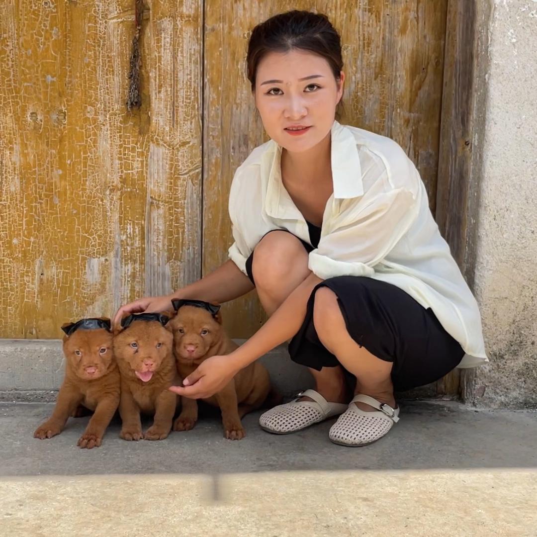 田园犬-小马🐾