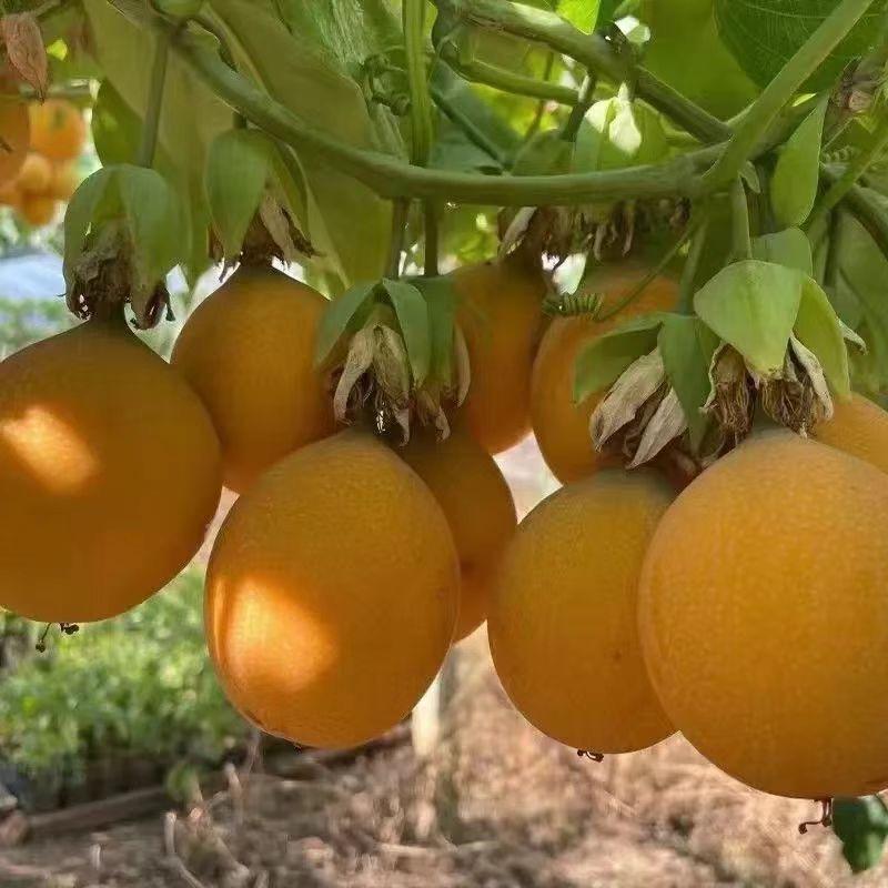 天天甄选生鲜