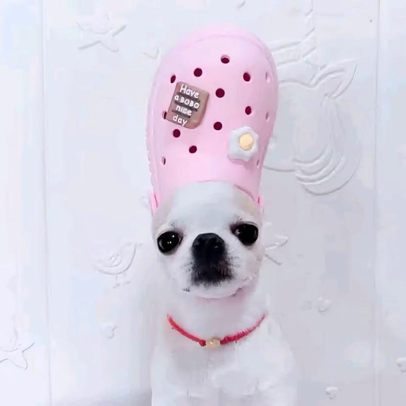 毛毛( ‘◔ ‸◔'）