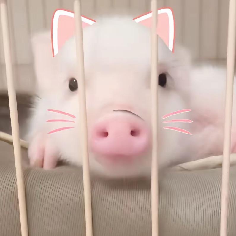 神秘的猪肉
