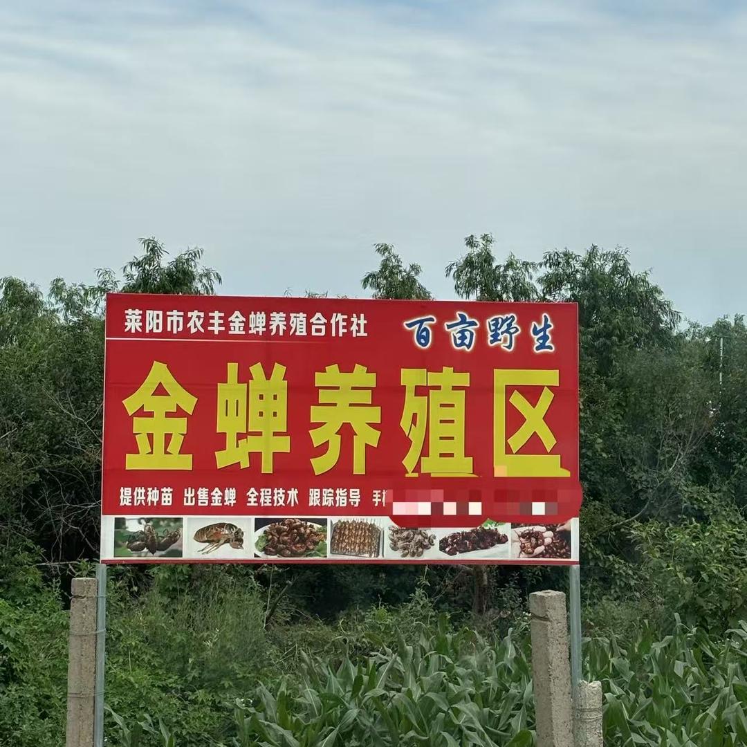 莱阳农丰金蝉养殖合作社