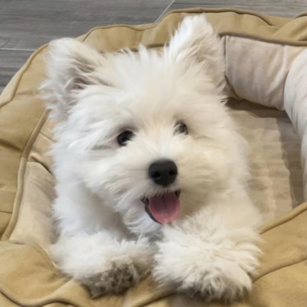 蛋卷吃小羊