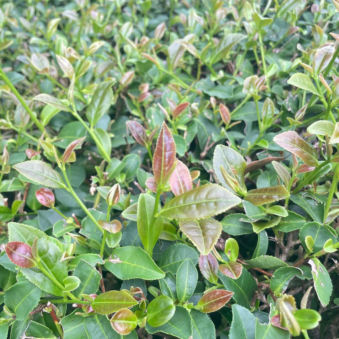 阿才茶叶