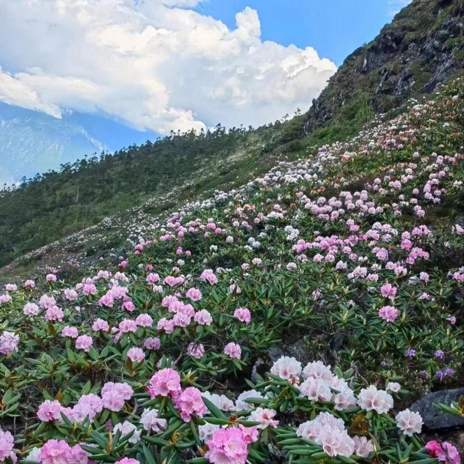花开花落