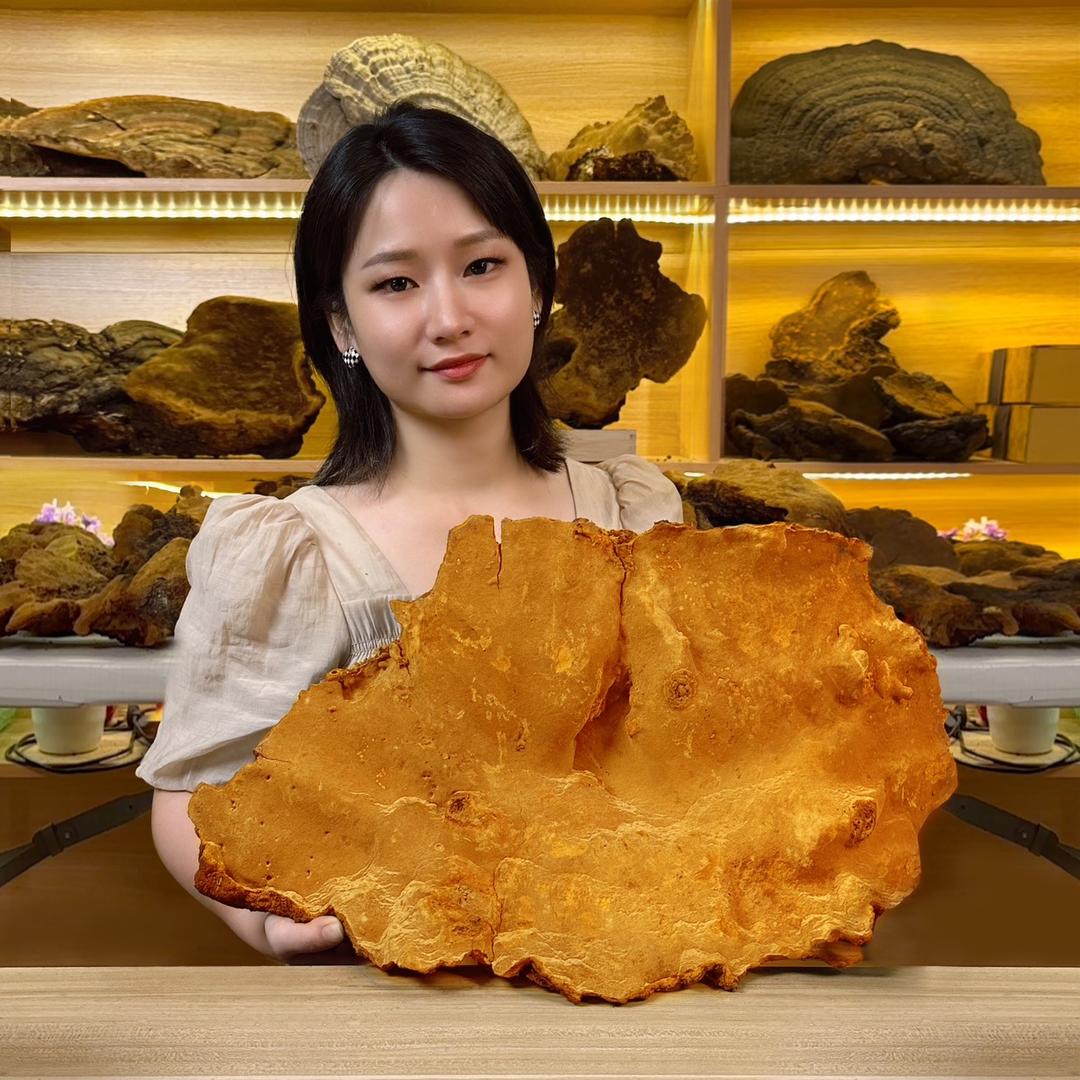 灵芝妹有野桑黄1