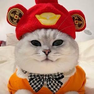 芬儿头是只小猪🐷咪