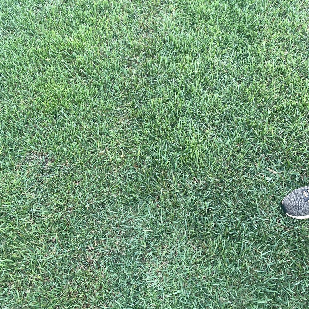 霍邱中华结缕草基地（巨浩）