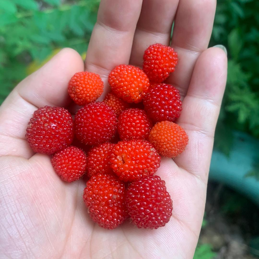 66妈妈英语陪读