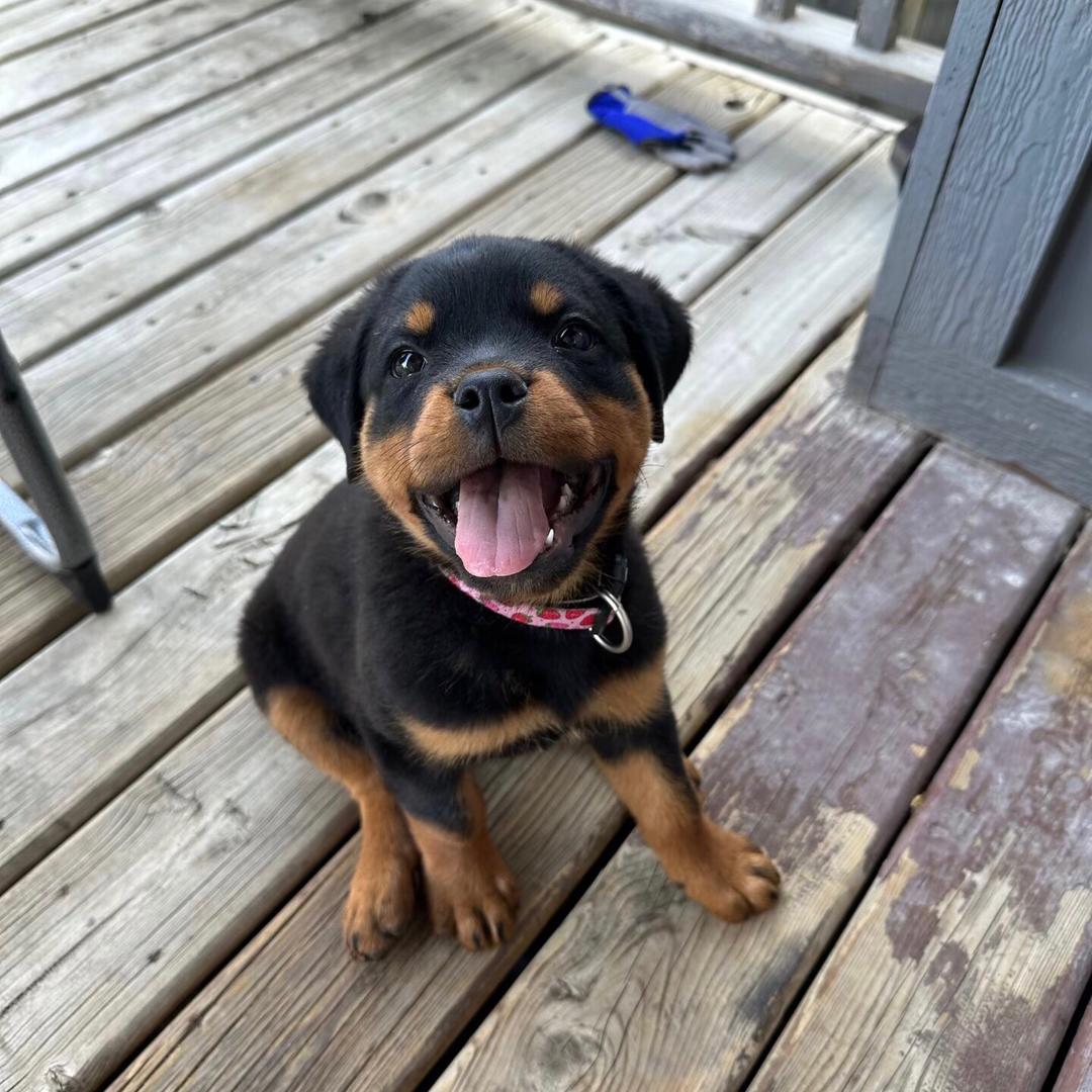 系罗威纳呀（买🐶刘V）