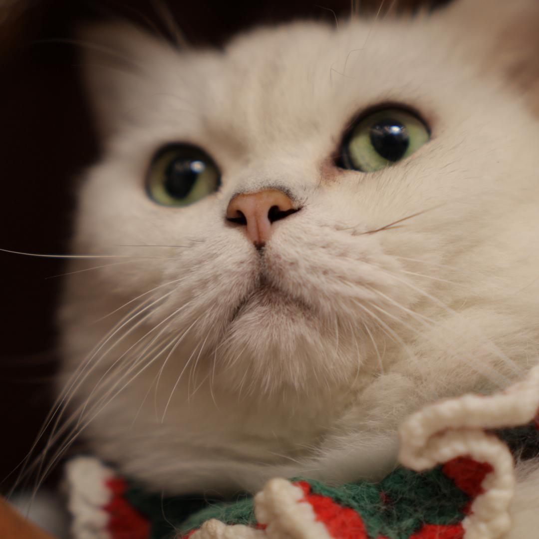 Fiigia(三只猫)