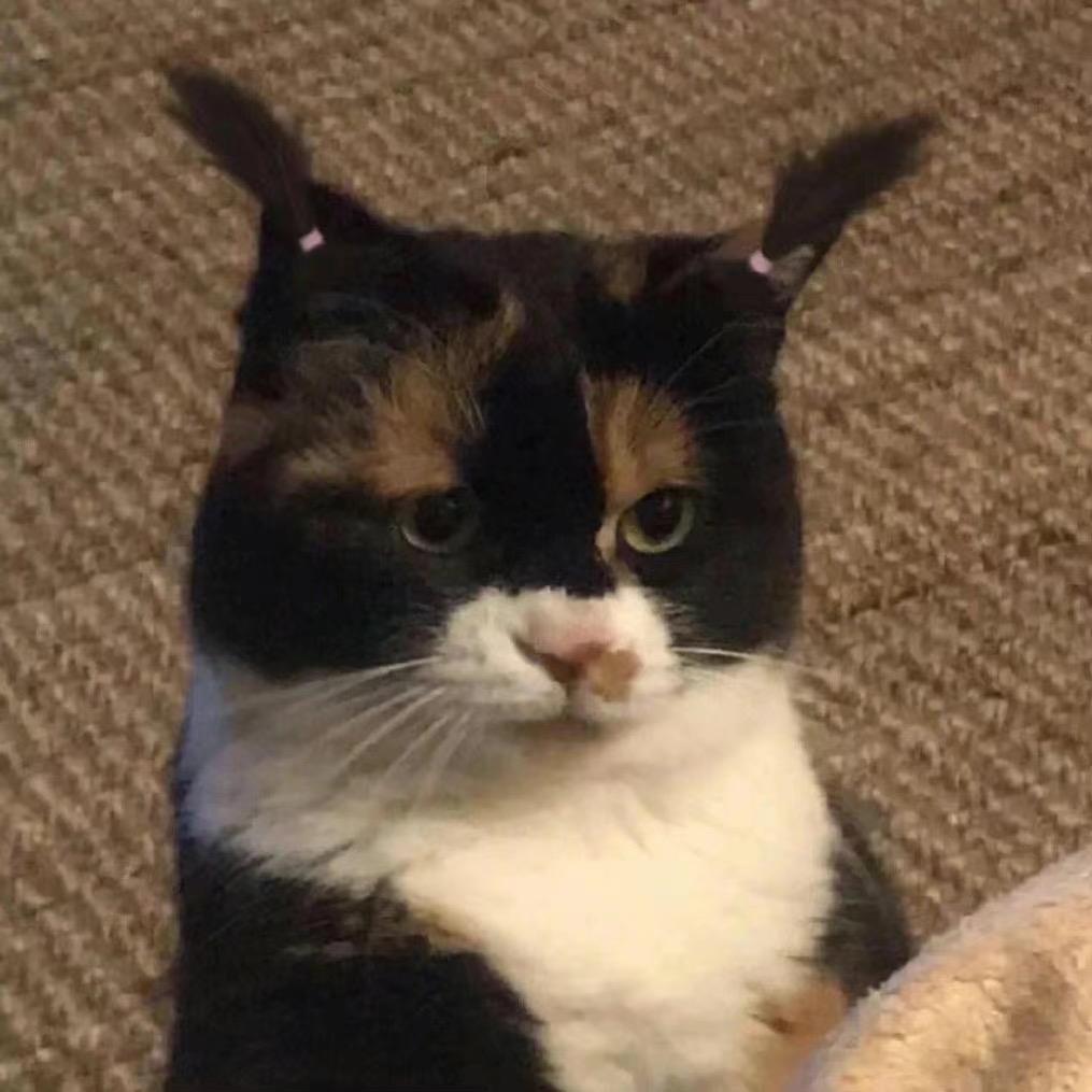 𝓜𝑒.猫🌙