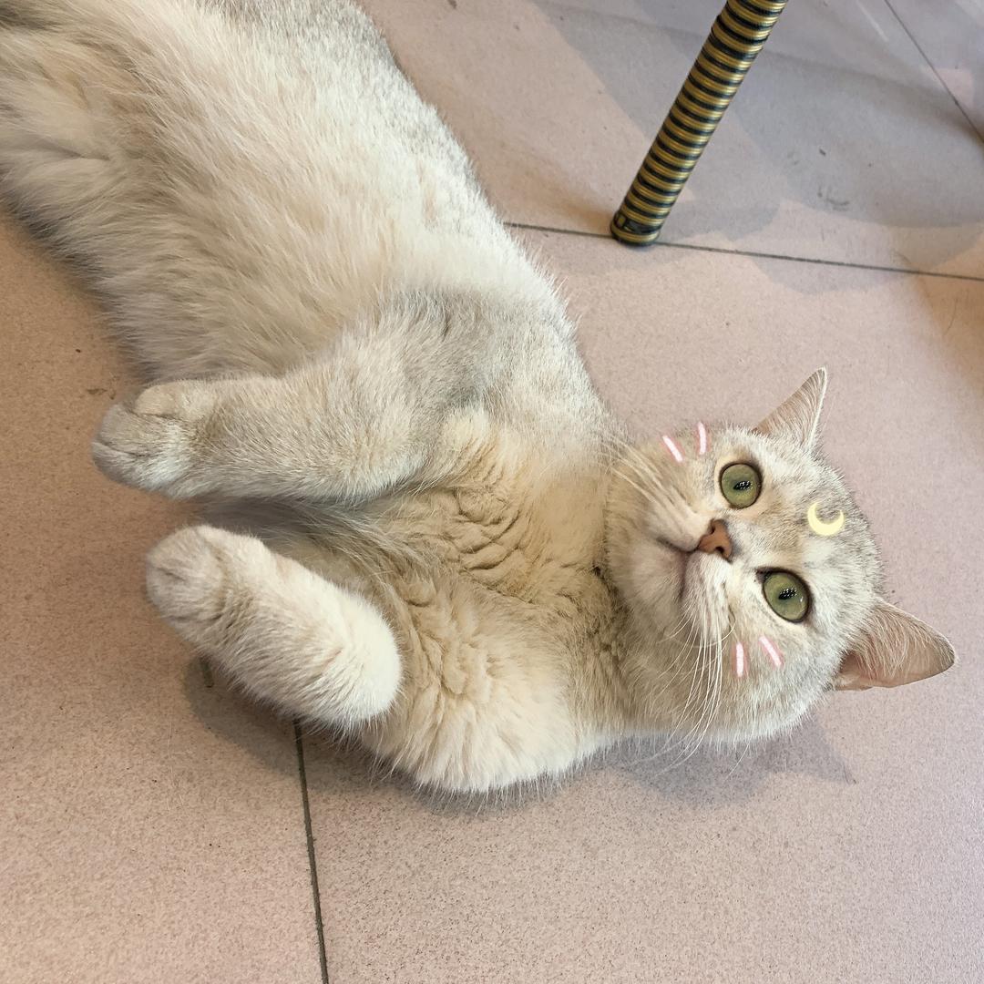 阜新猫屋宠物用品店